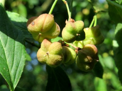 Gewöhnlicher Spindelstrauch oder Pfaffenhütchen (Euonymus europaeus) auf dem Feldherrenhügel (Naturschutzgebiet „Oftersheimer Dünen“)