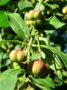Gewöhnlicher Spindelstrauch oder Pfaffenhütchen (Euonymus europaeus) auf dem Feldherrenhügel (Naturschutzgebiet „Oftersheimer Dünen“)