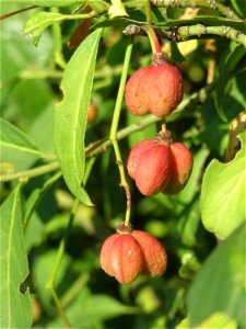 Gewöhnlicher Spindelstrauch oder Pfaffenhütchen (Euonymus europaeus) in Hockenheim