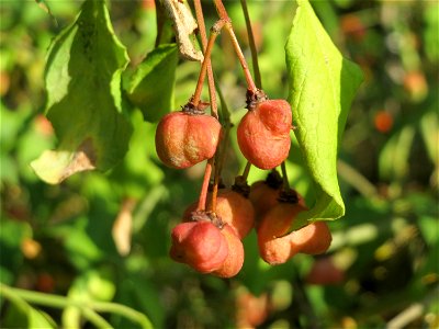 Gewöhnlicher Spindelstrauch oder Pfaffenhütchen (Euonymus europaeus) in Hockenheim