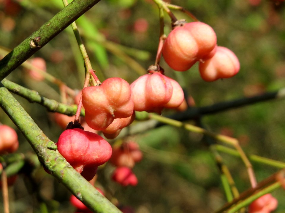 Gewöhnlicher Spindelstrauch oder Pfaffenhütchen (Euonymus europaeus) im Almet bei Sankt Arnual