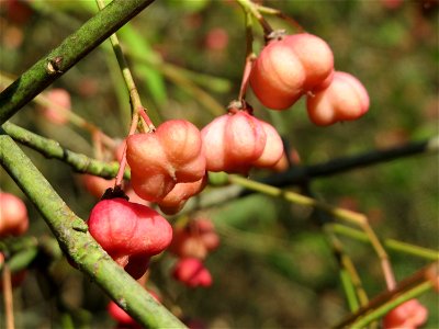 Gewöhnlicher Spindelstrauch oder Pfaffenhütchen (Euonymus europaeus) im Almet bei Sankt Arnual