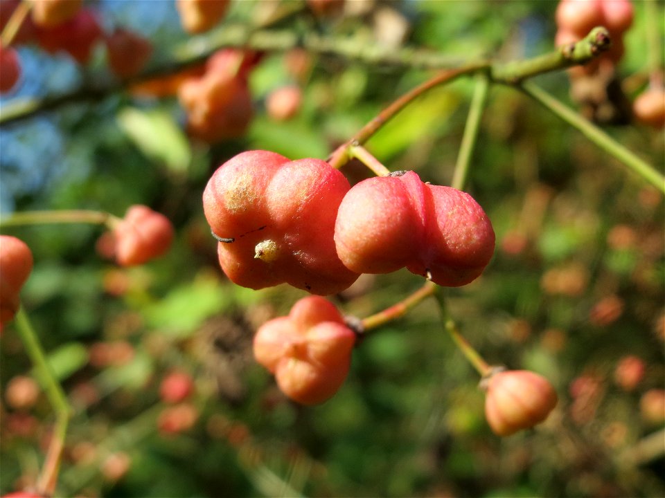 Gewöhnlicher Spindelstrauch oder Pfaffenhütchen (Euonymus europaeus) im Almet bei Sankt Arnual