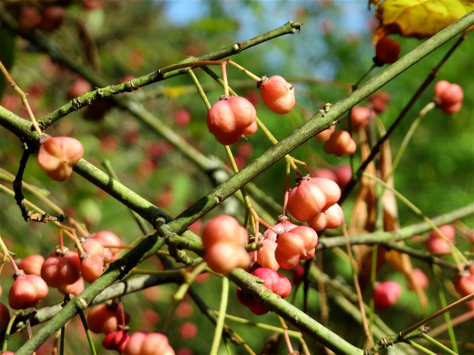Gewöhnlicher Spindelstrauch oder Pfaffenhütchen (Euonymus europaeus) im Almet bei Sankt Arnual