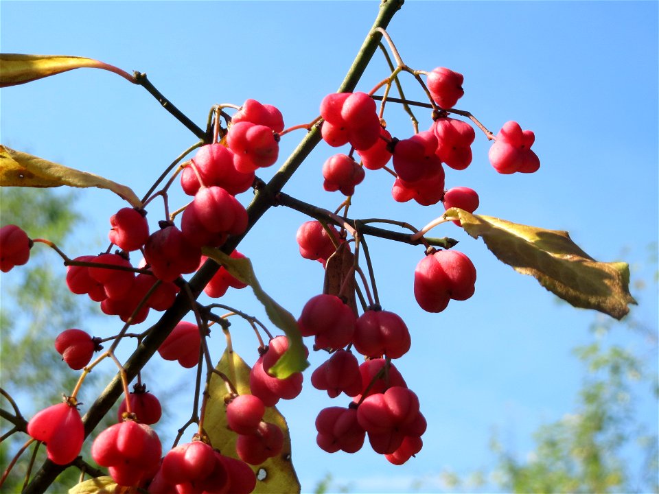 Gewöhnlicher Spindelstrauch oder Pfaffenhütchen (Euonymus europaeus) im Almet bei Sankt Arnual