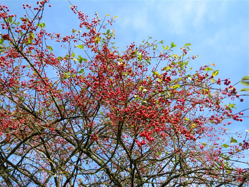 Gewöhnlicher Spindelstrauch oder Pfaffenhütchen (Euonymus europaeus) im Landschaftsschutzgebiet „Tabakmühlental - Oberster Weiher“ in Sankt Arnual