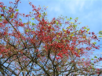 Gewöhnlicher Spindelstrauch oder Pfaffenhütchen (Euonymus europaeus) im Landschaftsschutzgebiet „Tabakmühlental - Oberster Weiher“ in Sankt Arnual