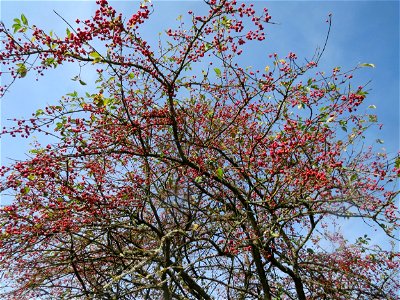 Gewöhnlicher Spindelstrauch oder Pfaffenhütchen (Euonymus europaeus) im Landschaftsschutzgebiet „Tabakmühlental - Oberster Weiher“ in Sankt Arnual