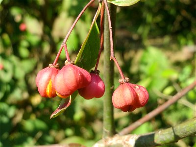 Gewöhnlicher Spindelstrauch oder Pfaffenhütchen (Euonymus europaeus) an der Neuen Bremm bei Alt-Saarbrücken