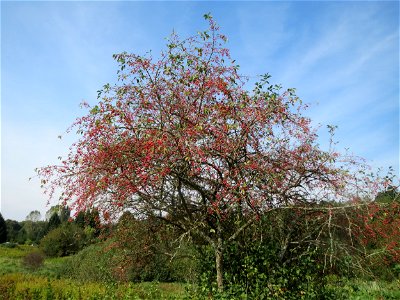 Gewöhnlicher Spindelstrauch oder Pfaffenhütchen (Euonymus europaeus) im Landschaftsschutzgebiet „Tabakmühlental - Oberster Weiher“ in Sankt Arnual