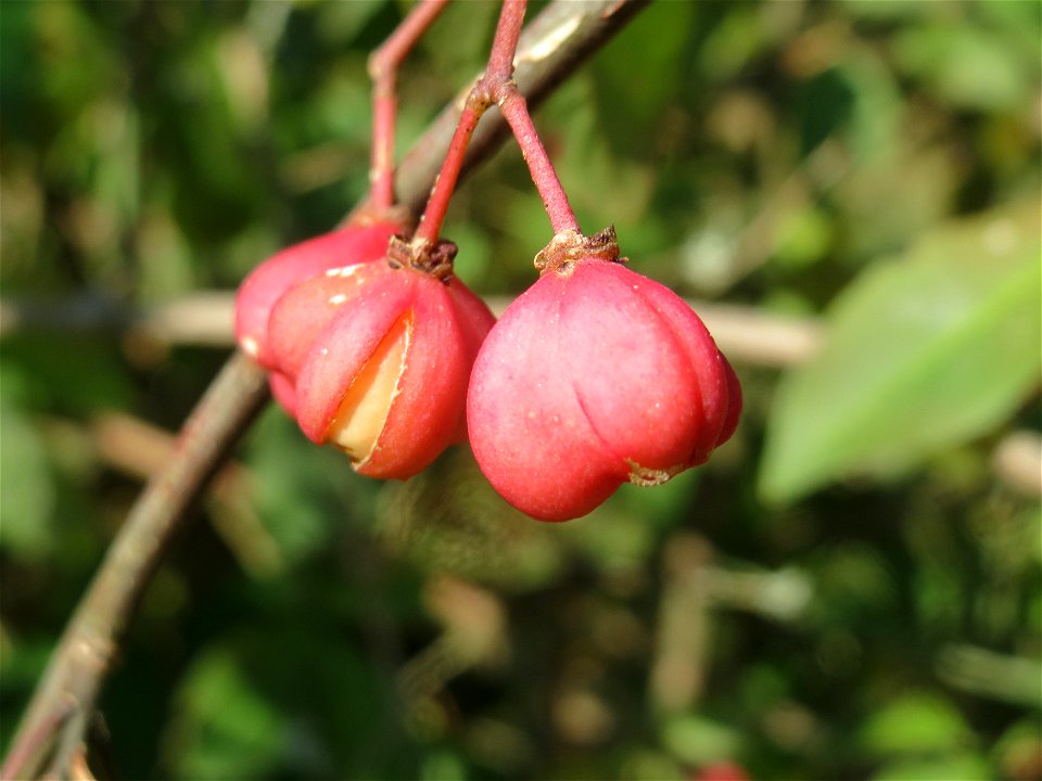 Gewöhnlicher Spindelstrauch oder Pfaffenhütchen (Euonymus europaeus) an der Neuen Bremm bei Alt-Saarbrücken