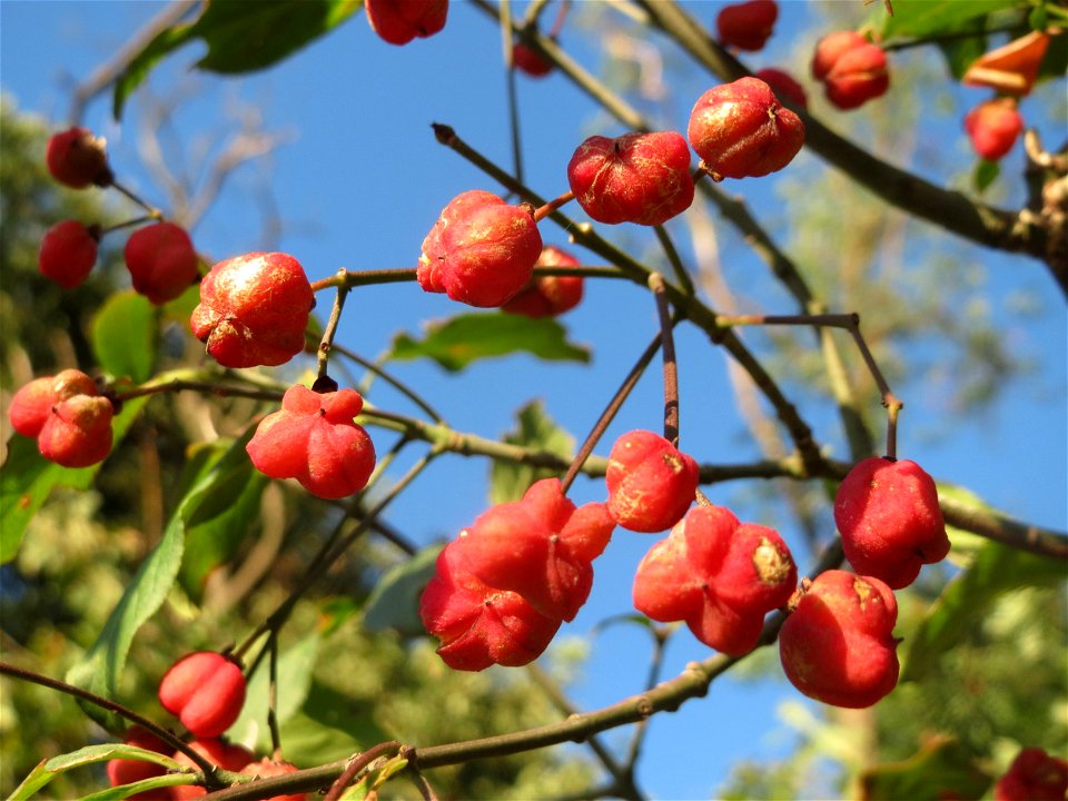 Gewöhnlicher Spindelstrauch oder Pfaffenhütchen (Euonymus europaeus) am Rand vom Schwetzinger Hardt