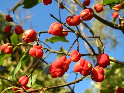 Gewöhnlicher Spindelstrauch oder Pfaffenhütchen (Euonymus europaeus) am Rand vom Schwetzinger Hardt