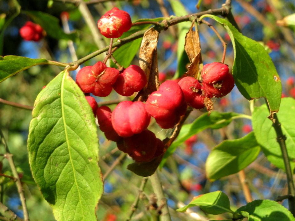 Gewöhnlicher Spindelstrauch oder Pfaffenhütchen (Euonymus europaeus) am Rand vom Schwetzinger Hardt