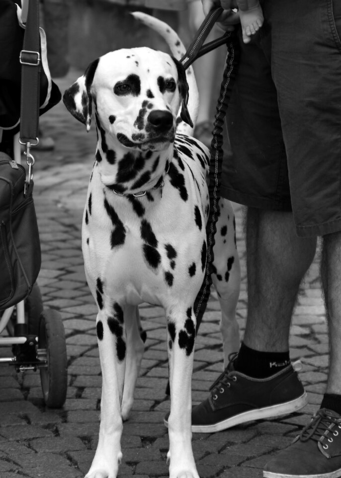 Animals tasks portrait