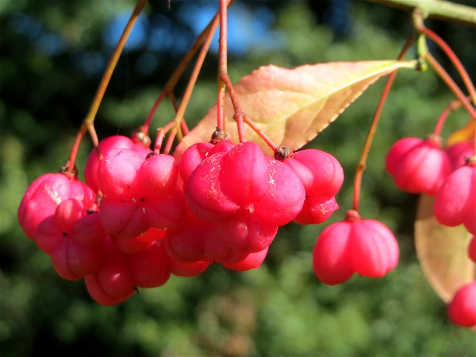 Gewöhnlicher Spindelstrauch oder Pfaffenhütchen (Euonymus europaeus) oberhalb der Wagbachniederung (Gemarkung Altlußheim)