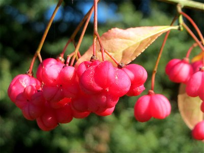 Gewöhnlicher Spindelstrauch oder Pfaffenhütchen (Euonymus europaeus) oberhalb der Wagbachniederung (Gemarkung Altlußheim)