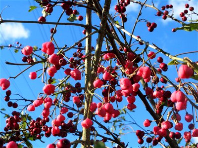 Gewöhnlicher Spindelstrauch oder Pfaffenhütchen (Euonymus europaeus) im Naturschutzgebiet Gewann Frankreich-Wiesental
