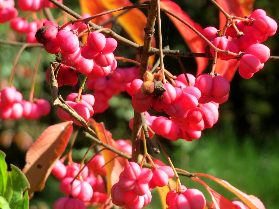 Gewöhnlicher Spindelstrauch oder Pfaffenhütchen (Euonymus europaeus) oberhalb der Wagbachniederung (Gemarkung Altlußheim)