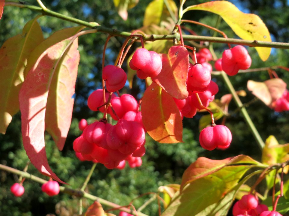 Gewöhnlicher Spindelstrauch oder Pfaffenhütchen (Euonymus europaeus) oberhalb der Wagbachniederung (Gemarkung Altlußheim)