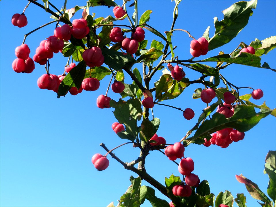 Gewöhnlicher Spindelstrauch oder Pfaffenhütchen (Euonymus europaeus) am Rand vom Naturschutzgebiet Wagbachniederung