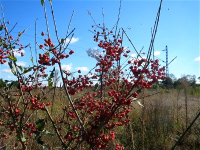 Gewöhnlicher Spindelstrauch oder Pfaffenhütchen (Euonymus europaeus) am Rand vom Naturschutzgebiet Gewann Frankreich-Wiesental