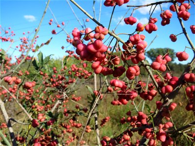 Gewöhnlicher Spindelstrauch oder Pfaffenhütchen (Euonymus europaeus) am Rand vom Naturschutzgebiet Gewann Frankreich-Wiesental