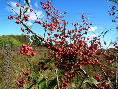 Gewöhnlicher Spindelstrauch oder Pfaffenhütchen (Euonymus europaeus) am Rand vom Naturschutzgebiet Gewann Frankreich-Wiesental