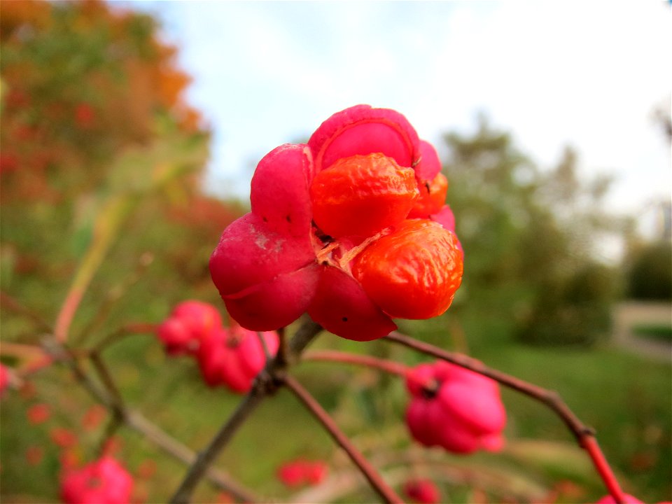 Gewöhnlicher Spindelstrauch oder Pfaffenhütchen (Euonymus europaeus) in Hockenheim