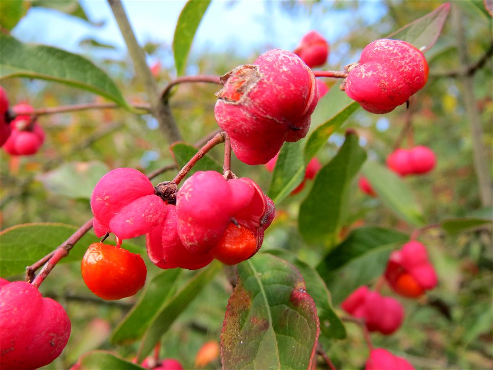 Gewöhnlicher Spindelstrauch oder Pfaffenhütchen (Euonymus europaeus) in Hockenheim