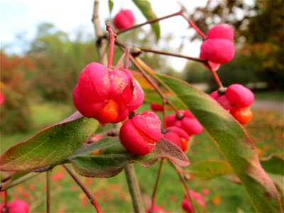 Gewöhnlicher Spindelstrauch oder Pfaffenhütchen (Euonymus europaeus) in Hockenheim