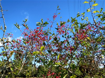 Gewöhnlicher Spindelstrauch oder Pfaffenhütchen (Euonymus europaeus) im Naturschutzgebiet Gewann Frankreich-Wiesental