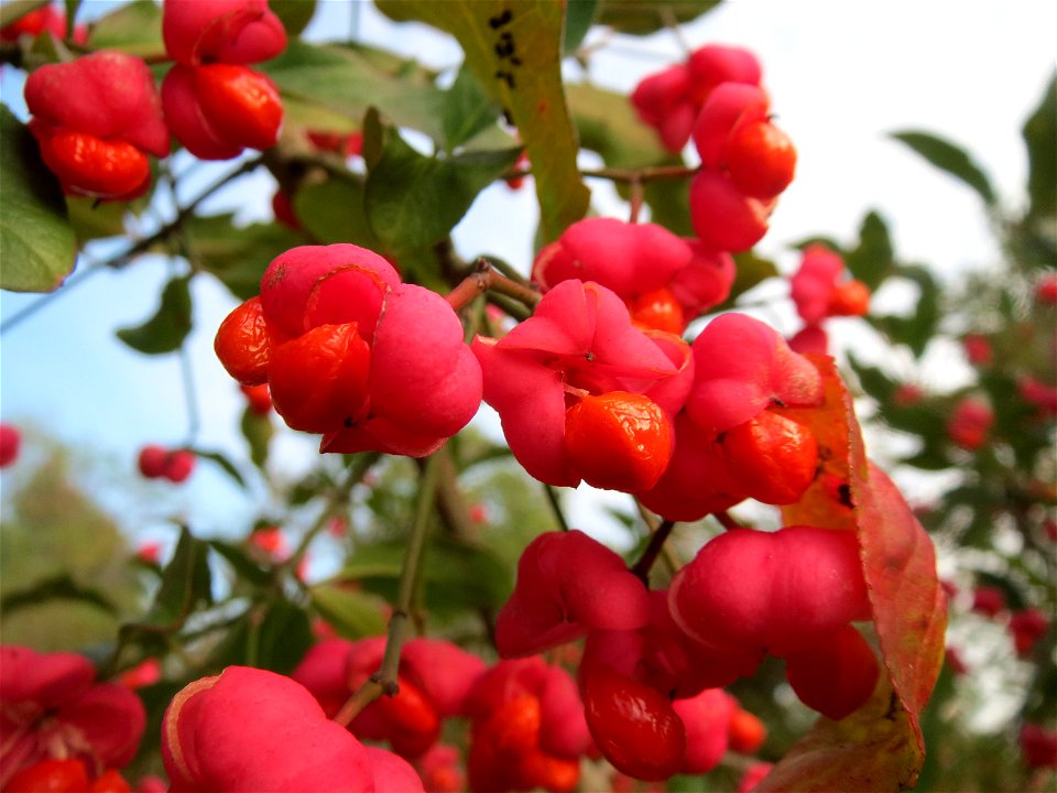 Gewöhnlicher Spindelstrauch oder Pfaffenhütchen (Euonymus europaeus) in Hockenheim