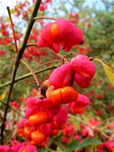 Gewöhnlicher Spindelstrauch oder Pfaffenhütchen (Euonymus europaeus) in Hockenheim
