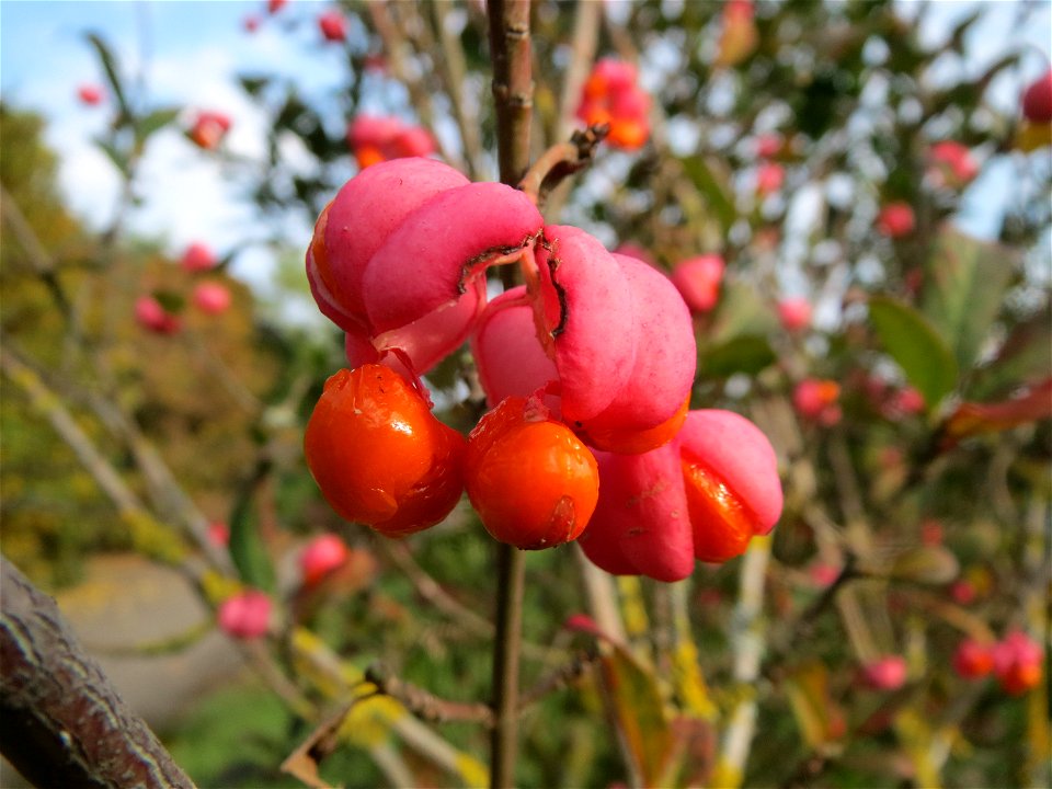 Gewöhnlicher Spindelstrauch oder Pfaffenhütchen (Euonymus europaeus) in Hockenheim
