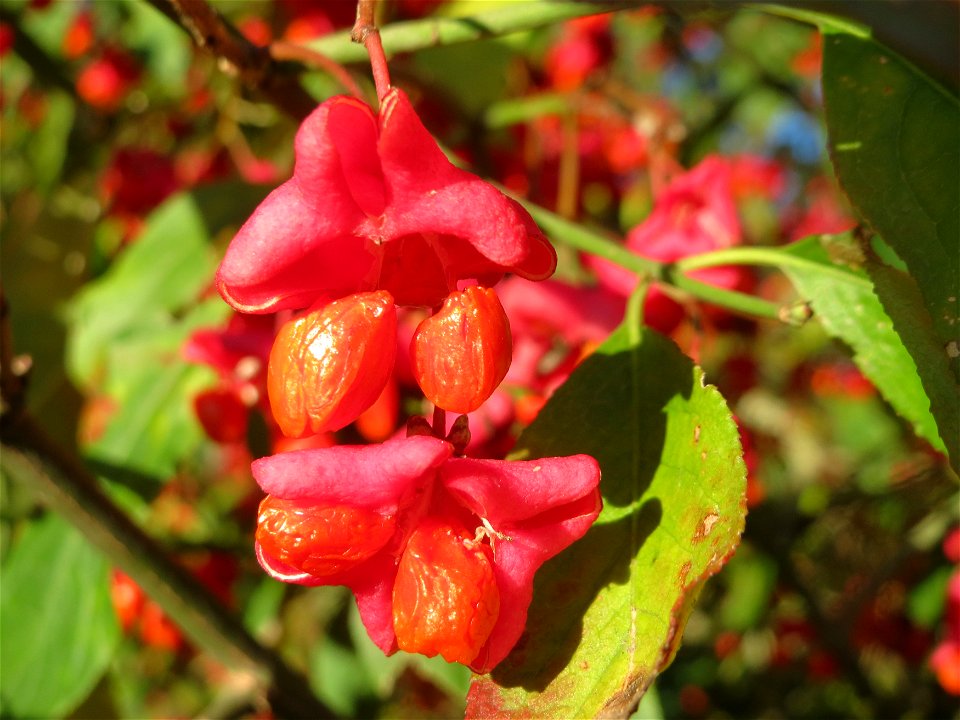 Gewöhnlicher Spindelstrauch oder Pfaffenhütchen (Euonymus europaeus) im Landschaftsschutzgebiet „Tabakmühlental - Oberster Weiher“ in Sankt Arnual