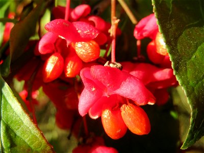 Gewöhnlicher Spindelstrauch oder Pfaffenhütchen (Euonymus europaeus) im Landschaftsschutzgebiet „Tabakmühlental - Oberster Weiher“ in Sankt Arnual