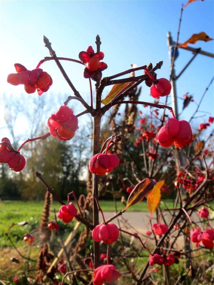 Gewöhnlicher Spindelstrauch oder Pfaffenhütchen (Euonymus europaeus) bei Reilingen