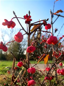 Gewöhnlicher Spindelstrauch oder Pfaffenhütchen (Euonymus europaeus) bei Reilingen