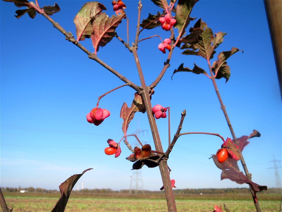 Gewöhnlicher Spindelstrauch oder Pfaffenhütchen (Euonymus europaeus) bei Reilingen