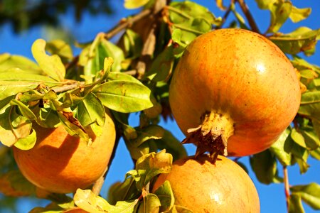 Healthy vitamins nutrition