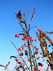 Gewöhnlicher Spindelstrauch oder Pfaffenhütchen (Euonymus europaeus) bei Reilingen