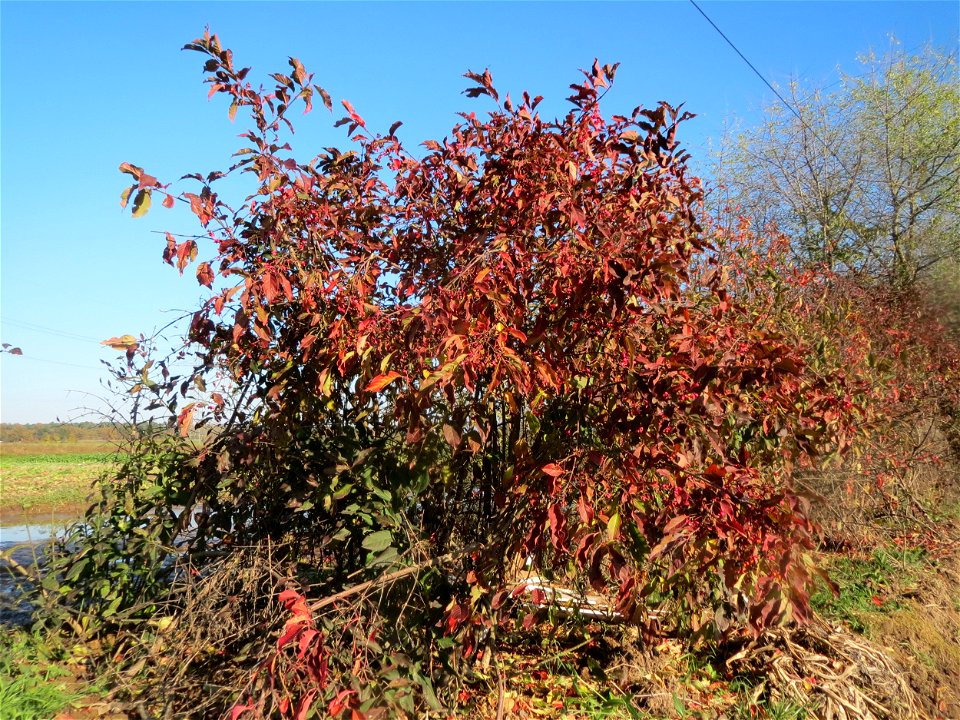 Gewöhnlicher Spindelstrauch oder Pfaffenhütchen (Euonymus europaeus) bei Reilingen