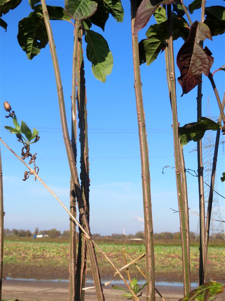 Gewöhnlicher Spindelstrauch oder Pfaffenhütchen (Euonymus europaeus) bei Reilingen