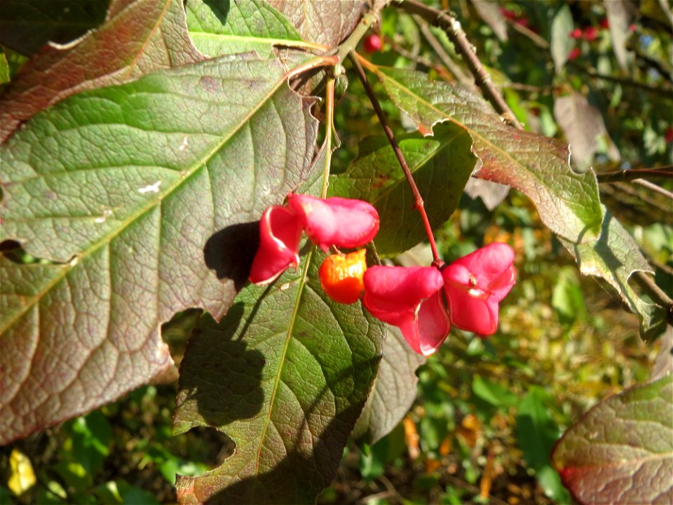 Gewöhnlicher Spindelstrauch oder Pfaffenhütchen (Euonymus europaeus) im Naturschutzgebiet Zugmantel-Bandholz