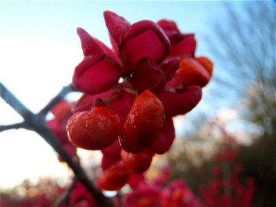 Gewöhnlicher Spindelstrauch oder Pfaffenhütchen (Euonymus europaeus) in Hockenheim