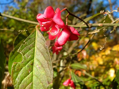 Gewöhnlicher Spindelstrauch oder Pfaffenhütchen (Euonymus europaeus) im Naturschutzgebiet Zugmantel-Bandholz