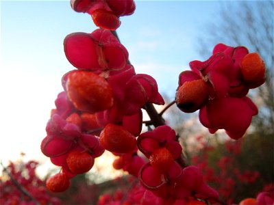 Gewöhnlicher Spindelstrauch oder Pfaffenhütchen (Euonymus europaeus) in Hockenheim