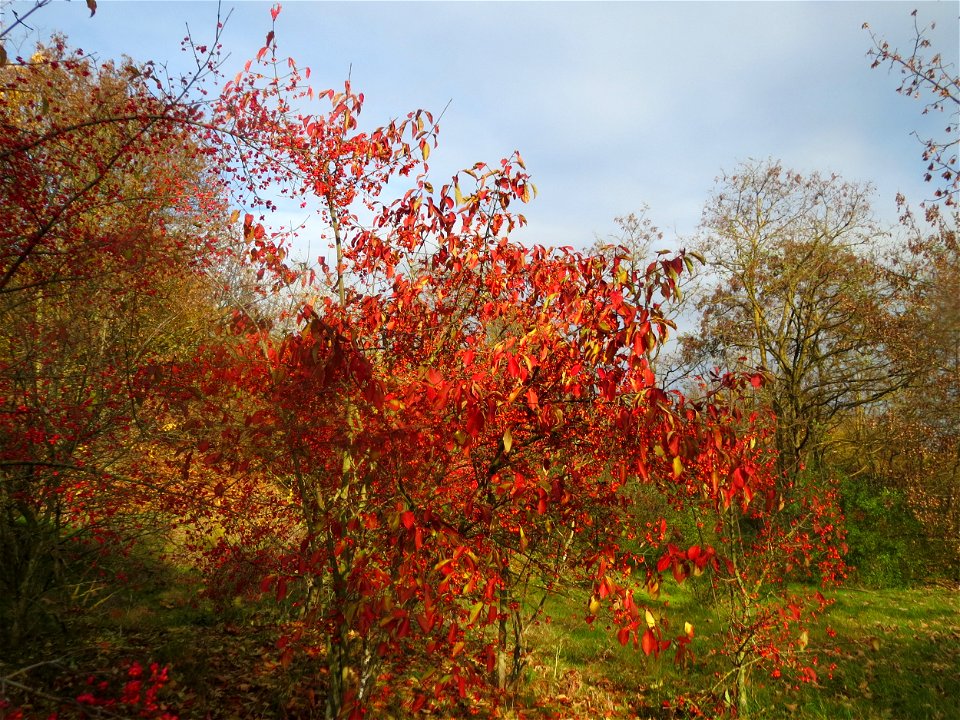 Gewöhnlicher Spindelstrauch oder Pfaffenhütchen (Euonymus europaeus) in Hockenheim