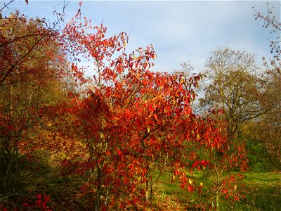Gewöhnlicher Spindelstrauch oder Pfaffenhütchen (Euonymus europaeus) in Hockenheim